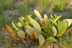Byrsonima verbascifolia