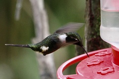 Philodice mitchellii