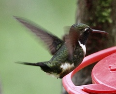 Philodice mitchellii