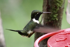 Philodice mitchellii