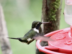 Philodice mitchellii