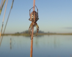 Alpaida veniliae