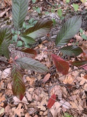 Frangula caroliniana
