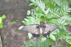 Papilio lowii