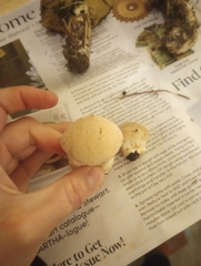 Lycoperdon pratense