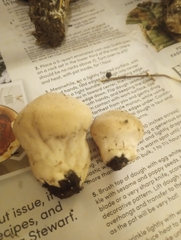 Lycoperdon pratense
