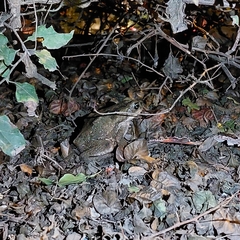 Rhinella limensis