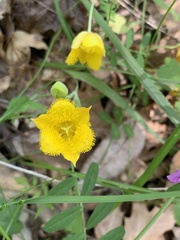 Calochortus monophyllus