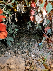 Rhinella limensis