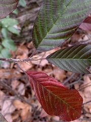 Frangula caroliniana