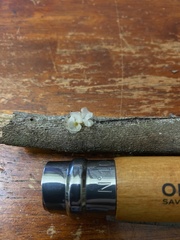 Tremella fuciformis