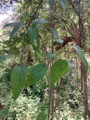 Clematis glycinoides