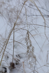 Calamagrostis purpurea
