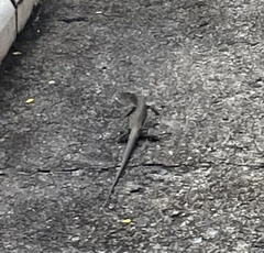 Pholidoscelis exsul