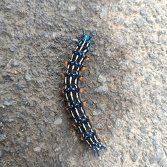 Doleschallia bisaltide