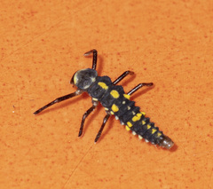 Olla v-nigrum