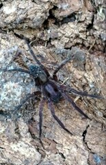 Asthenoctenus borellii