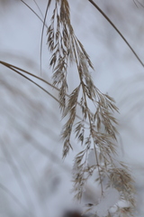 Calamagrostis purpurea