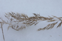 Calamagrostis purpurea