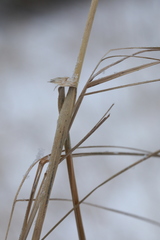 Calamagrostis purpurea