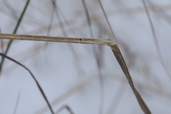 Calamagrostis purpurea