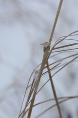 Calamagrostis purpurea