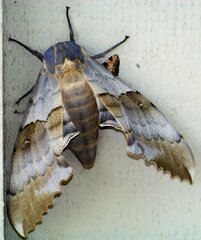 Pachysphinx occidentalis