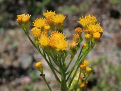 Senecio aronicoides
