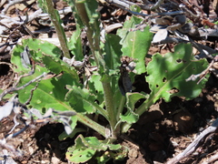 Senecio aronicoides
