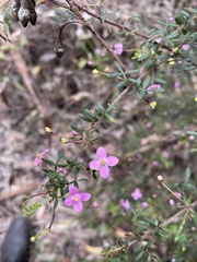 Boronia gracilipes