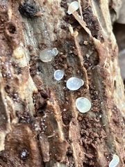 Tremella