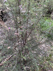 Boronia gracilipes
