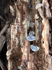 Tremella