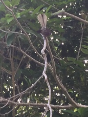 Rhipidura fuliginosa