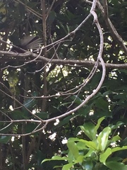 Rhipidura fuliginosa