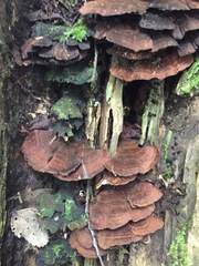 Hymenochaete microcycla