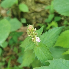 Stachys affinis
