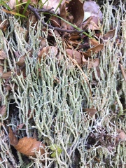 Cladonia scabriuscula