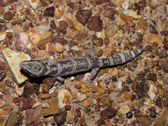 Oedura cincta