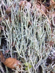 Cladonia scabriuscula