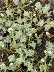 Psilocarphus brevissimus