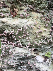 Ostropomycetidae