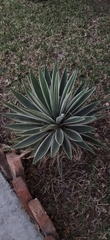Agave angustifolia