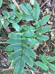 Blechnum procerum
