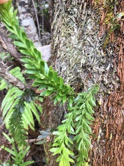 Tmesipteris tannensis