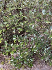 Brachyglottis elaeagnifolia