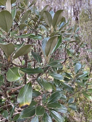 Brachyglottis elaeagnifolia