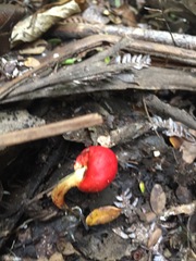 Leratiomyces erythrocephalus