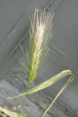 Hordeum marinum