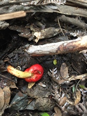 Leratiomyces erythrocephalus